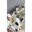 Lys prune 37,5 po Stargazer-606907633-606907635