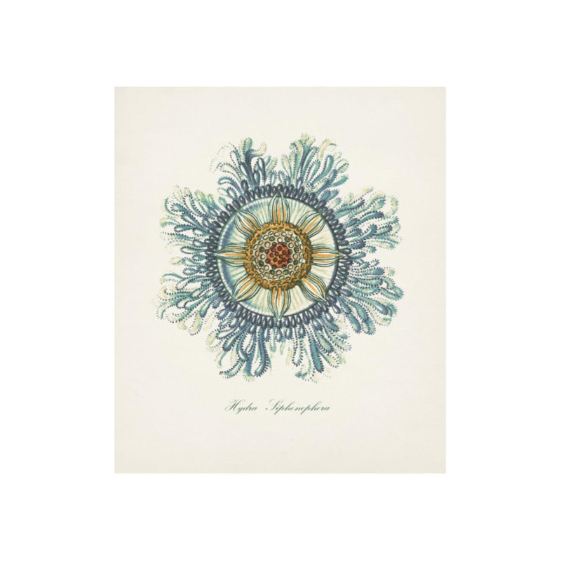 Nautical Art IV Print by Sofia Fox, Matte, 35" H x 30" W x 1.5" D
