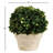 Alby 8'' Boxwood Topiary in Ceramic Pot-119009243