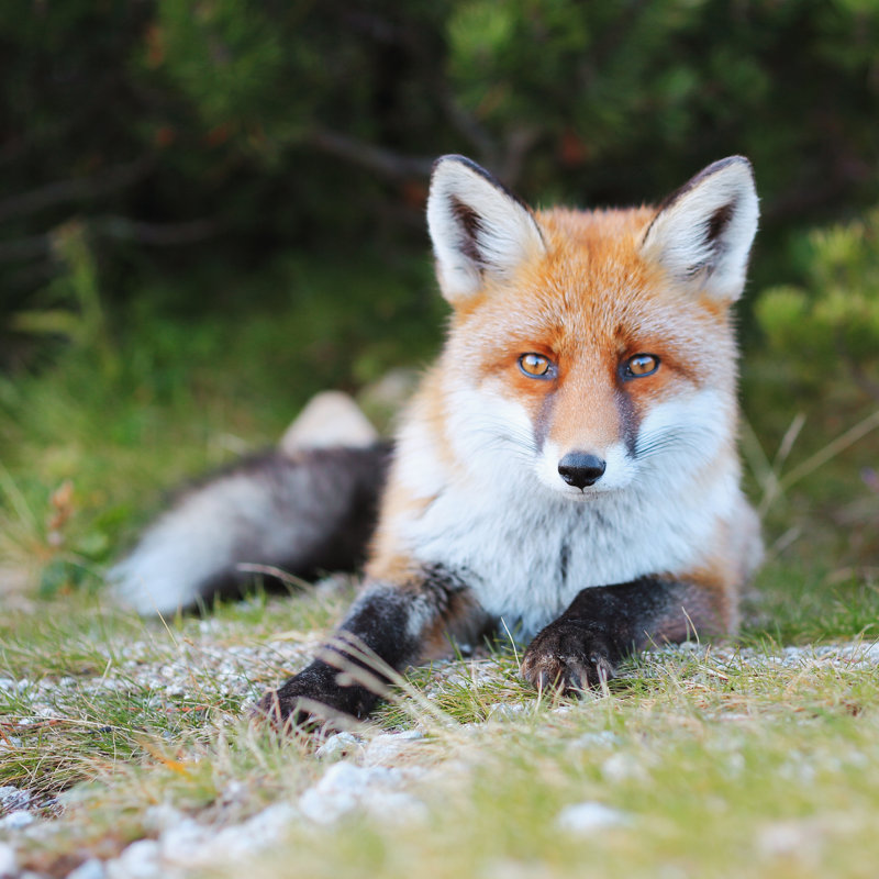 Wild Fox by Myshkovsky - Wrapped Canvas Print, 76cm H x 76cm W x 3.8cm D