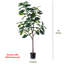 Figuier figuier figuier 4 branches en pot-88616027