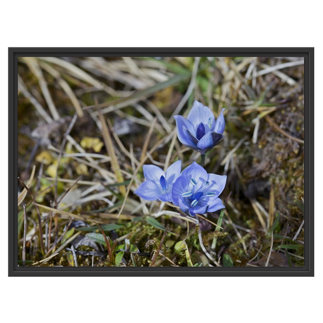 Gerahmtes Wandbild Kleine süße Blaue Blume