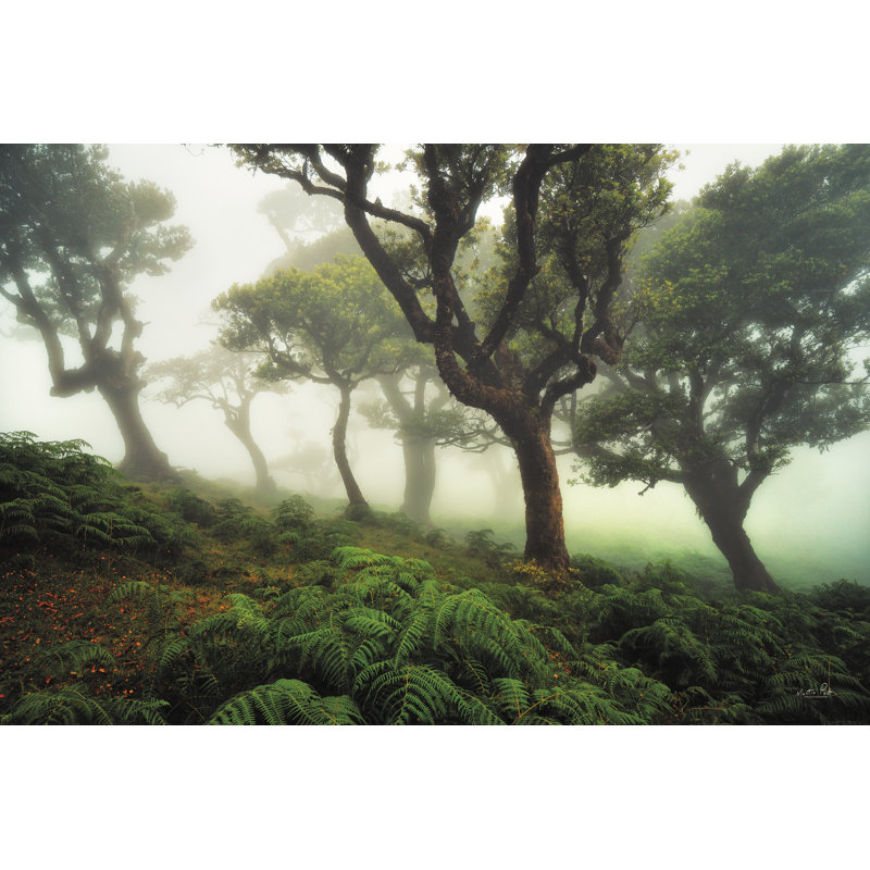 Forêt laiteuse, H 24 po x l 36 po, Non, Toile tendue