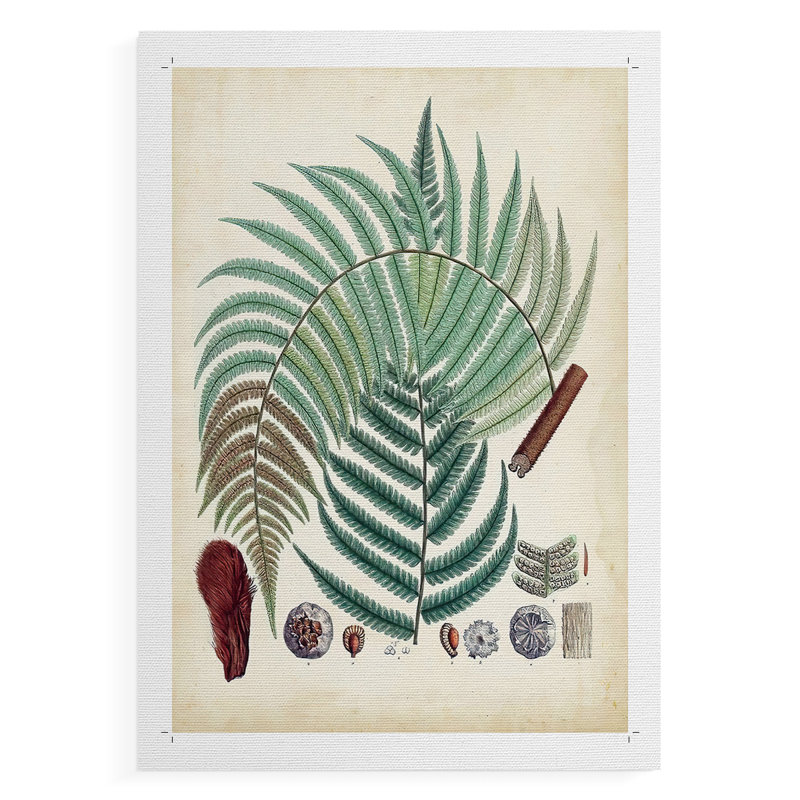 Collection de fougères I - impression sur toile seulement - non encadrée, H 18 po x l 12 po