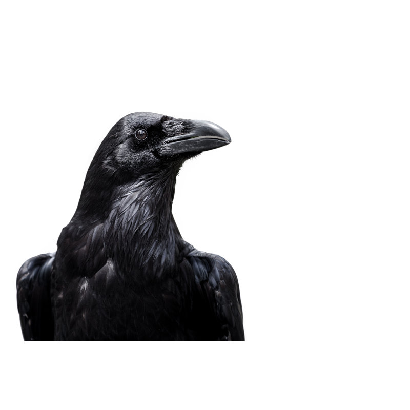 Crow by Ddurrich - Wrapped Canvas Print, 30cm H x 46cm W x 3.8cm D