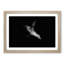 Sea Lion - Picture Frame Painting Print-55613966-55613970