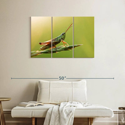 Grasshopper