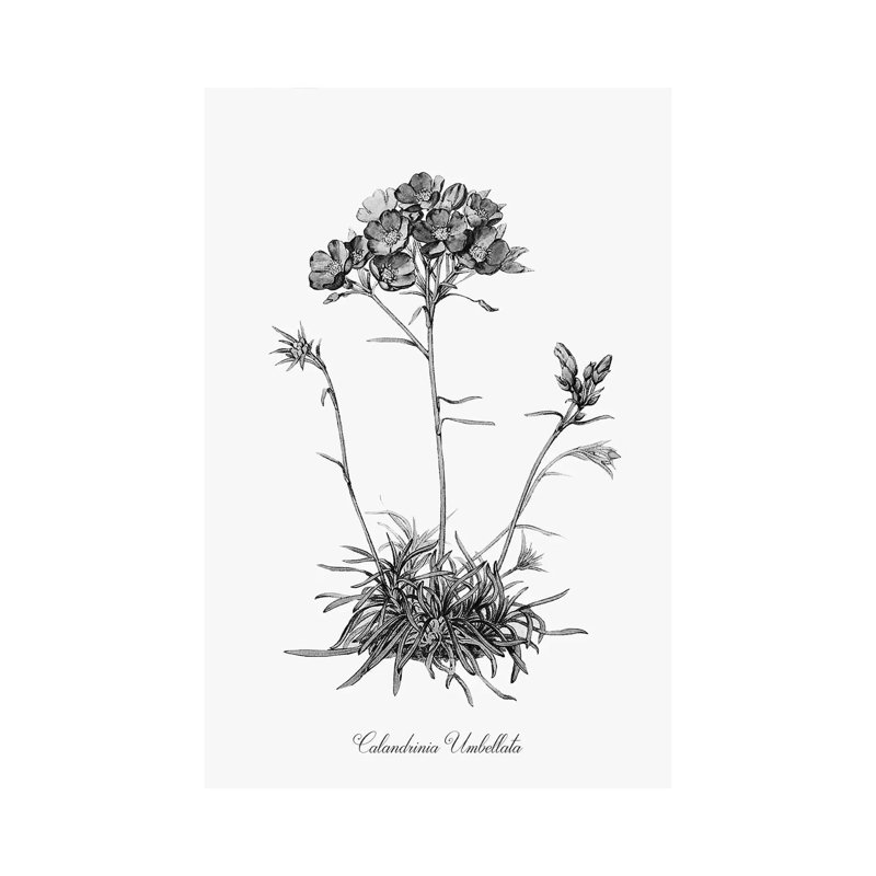 Simply Caladrinia by Kelly Donovan - Wrapped Canvas Print, 45.72cm H x 30.48cm W x 1.905cm D