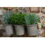 Cintre Beatrix Potter Mr Tod Pot Buddy