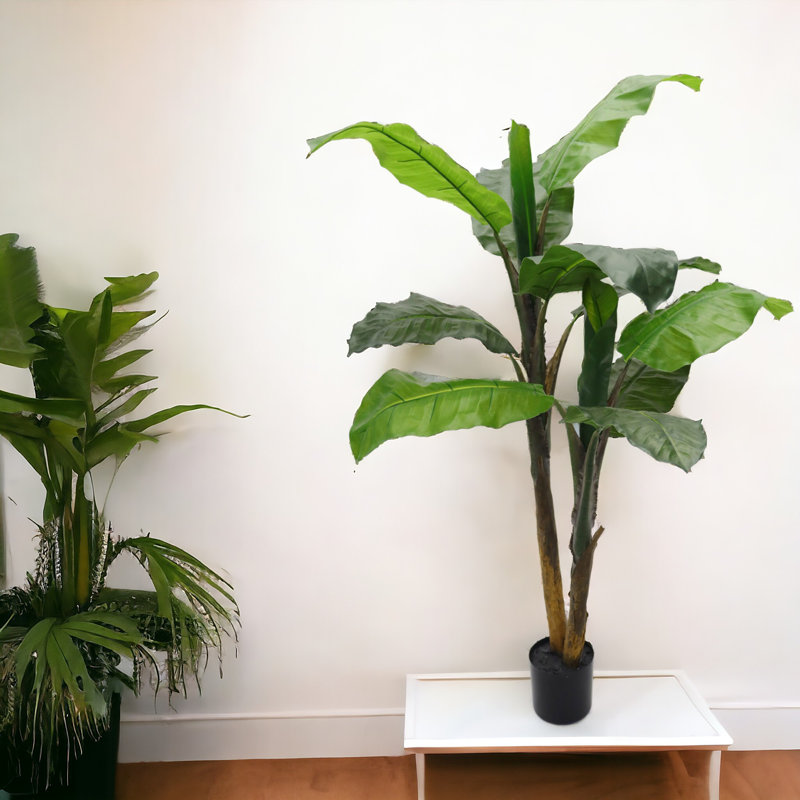 48" Tall Banana Tree Plant