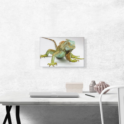 " Iguana Home Decor "