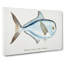 Illustration of a Rays Bream Fish by F.E. Clarke - Wrapped Canvas-55360209