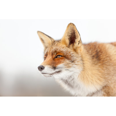 Fox In Environment by DenBoma - Wrapped Canvas Print