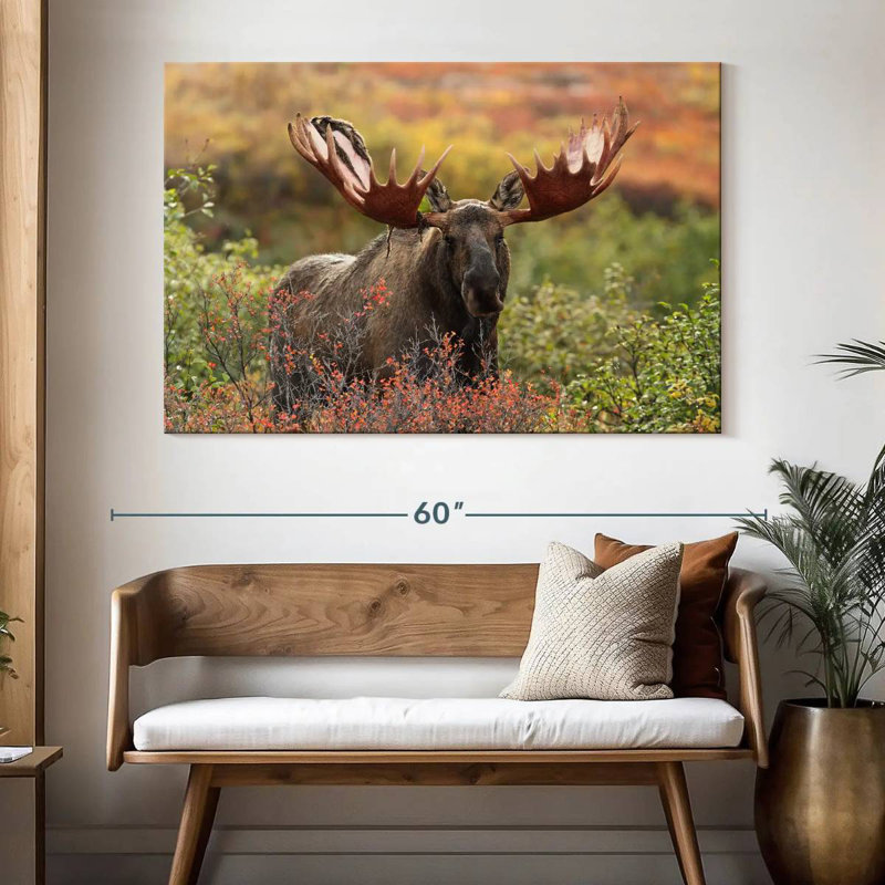 Brampt Denali Bull Moose, 34" H x 51" W