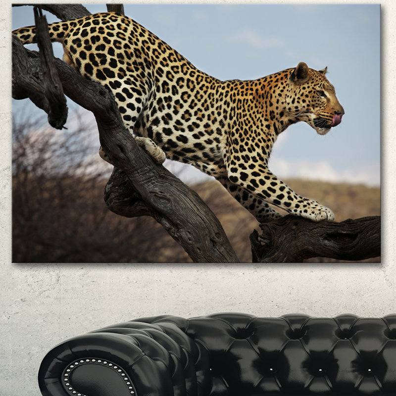 « leopard marching on tree », reproduction de photo sur toile tendue, H 12 po x l 20 po