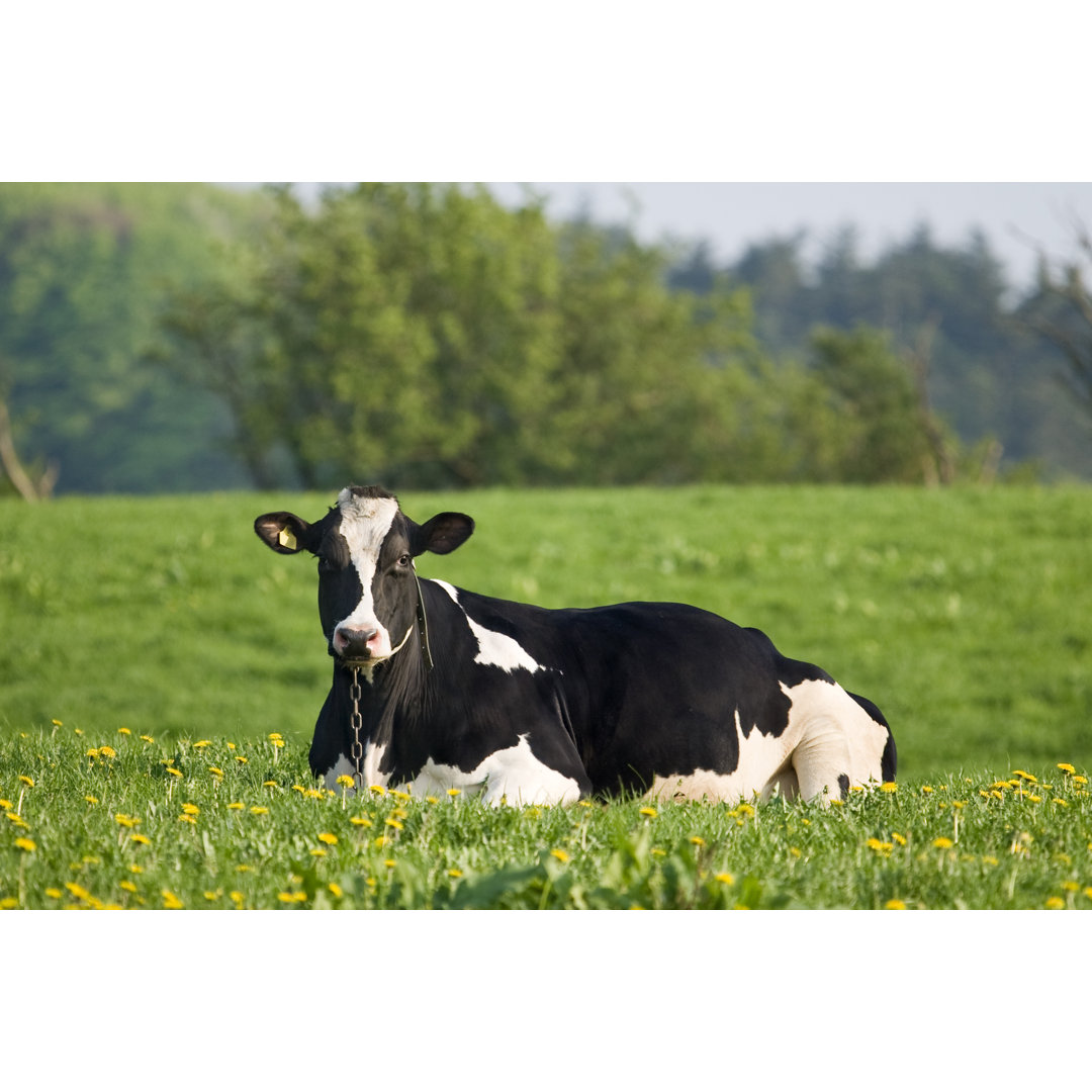 Kuh Liegend Auf Einem Feld von Wega52 - Ohne Rahmen Druck auf Leinwand