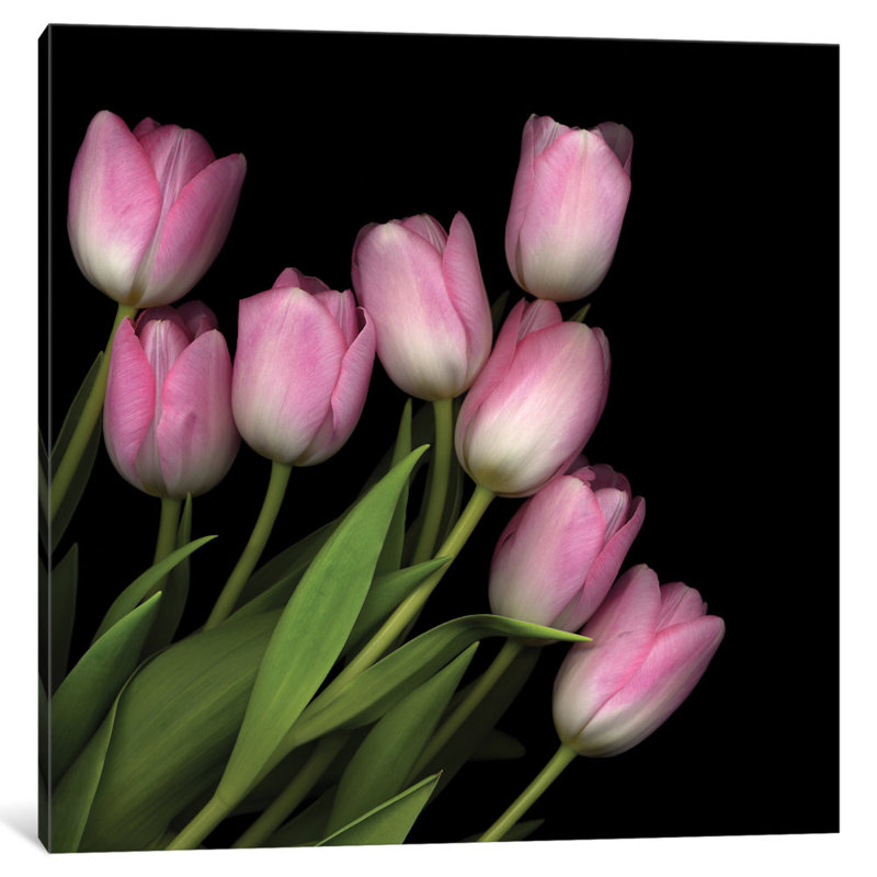 Rose pastel doux, reproduction de photo sur toile tendue, H 24 po x l 24 po x P 1 po, Papier d'art encadré noir, Blanc