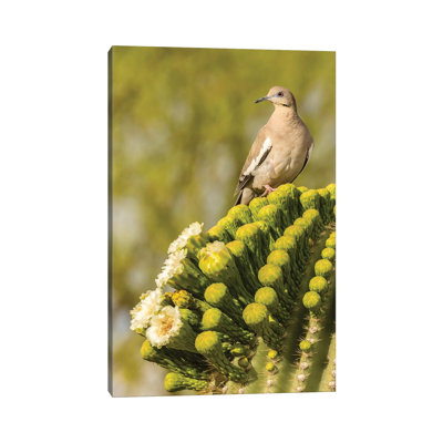 USA, Arizona, Sonoran Desert. White-winged Dove On Saguaro Cactus. by Jaynes Gallery - Wrapped Canvas Gallery-Wrapped Canvas Giclée