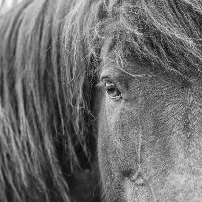 B&W Horses VI - Wrapped Canvas Print, 76cm H x 76cm W