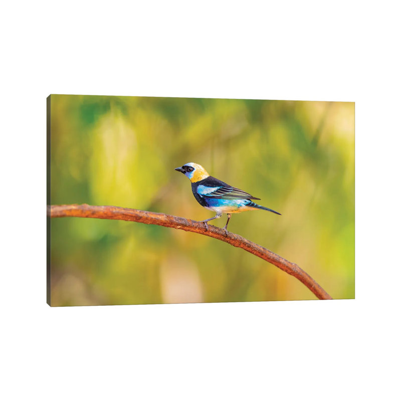 Central America, Costa Rica. Male Golden-hooded Tanager. by Jaynes Gallery - Wrapped Canvas Gallery-Wrapped Canvas Giclée