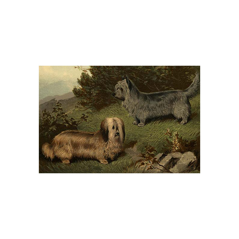 Skye terriers-impression, H 44 po x l 66 po x P 1,5 po