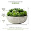 Succulent dans un pot-1268043055