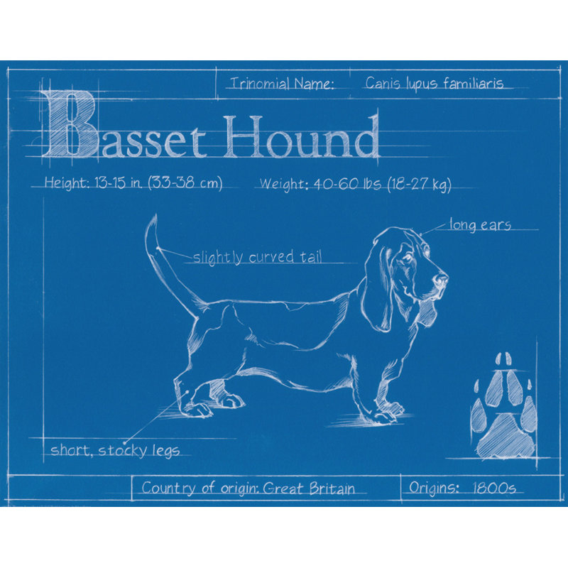 Plan du Basset hound, H 14 po x l 18 po