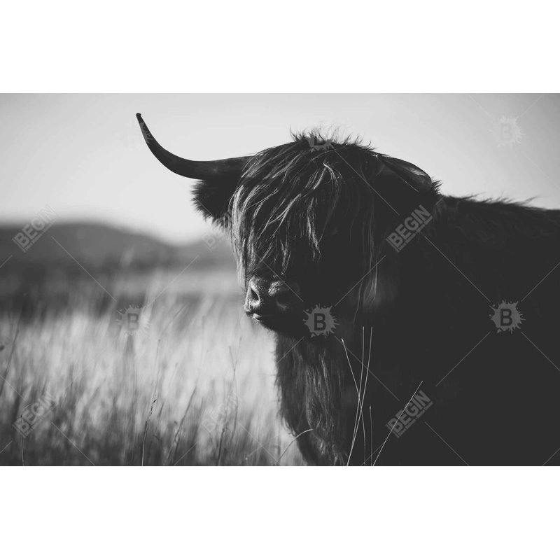 Toile de vache monochrome blanche Highland