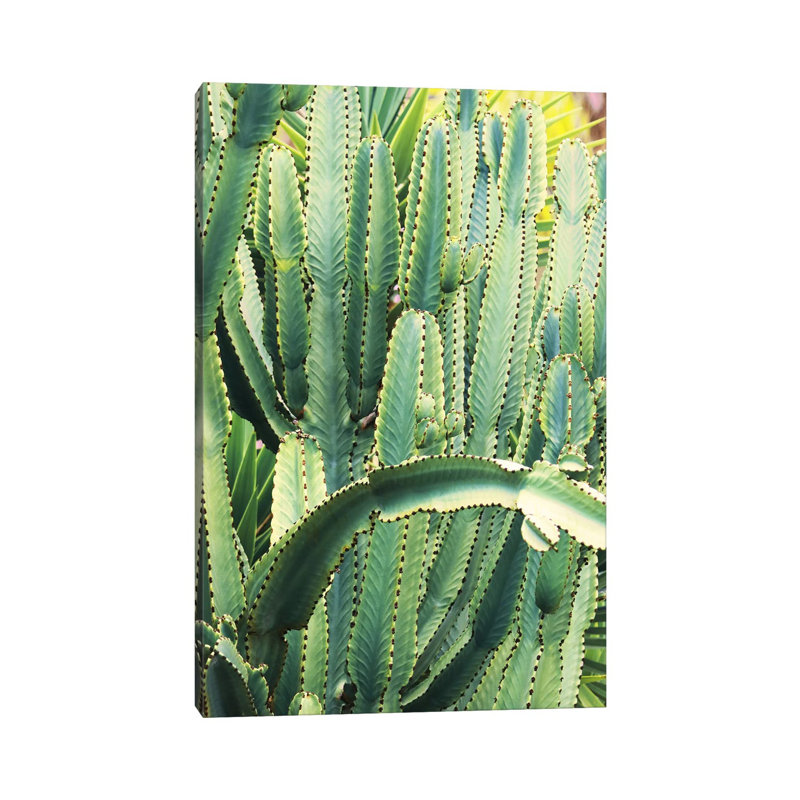 In A Cactus Mood V by Irena Orlov - Wrapped Canvas Print, 20.32 cm H x 30.48 cm W