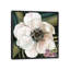 « anemone study iv », reproduction sur toile tendue-72555117-72558544-28104122