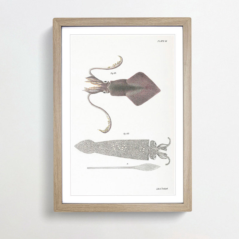 Illustrations of Squid by J.E. De Kay - Framed Print, Oak Framed, 36cm H x 27cm W x 2cm D