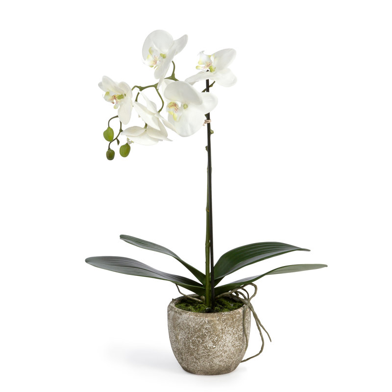 Orchidée phalaenopsis en pot de béton petit