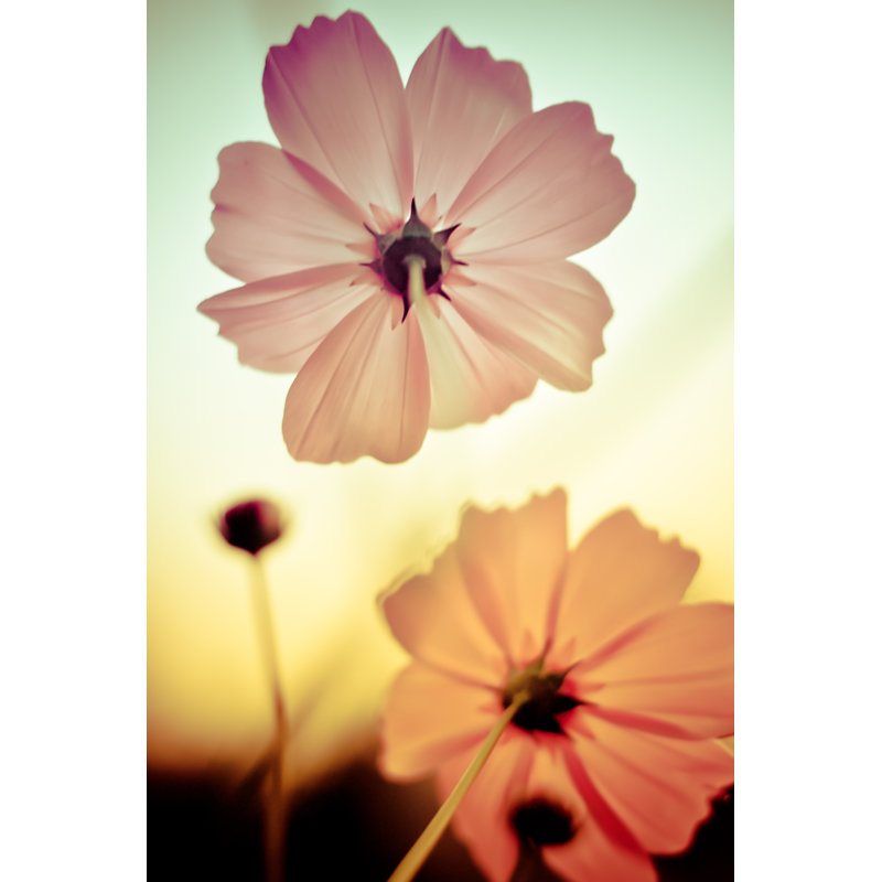 Cosmos Flowers, 46cm H x 30cm W x 3.8cm D