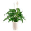 Peace Lily Plant in Basket