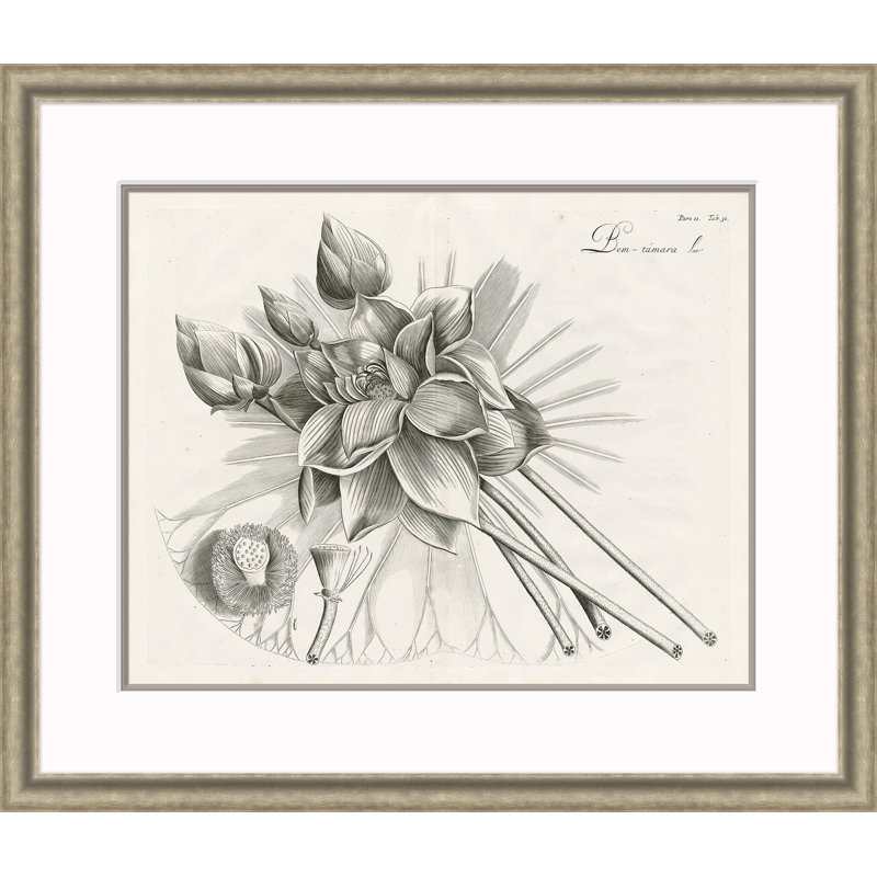 Gravure de Malaberica IV - reproduction d'un seul cadre photo