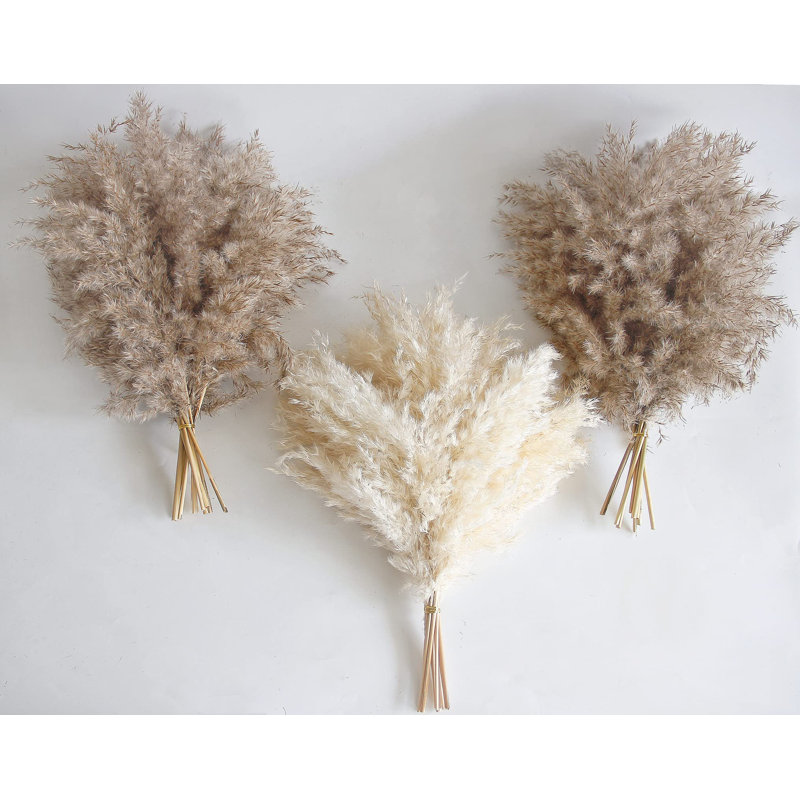 Plante grimpante 17 po Atalaya, Beige / Brun, 30