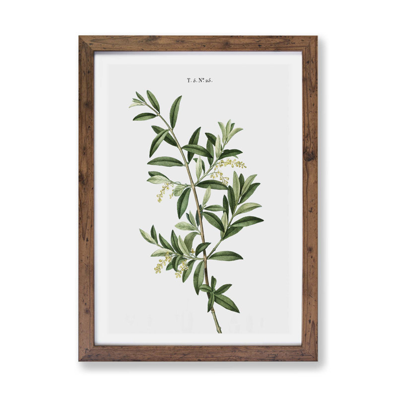 Olive Tree by Pierre-Joseph Redoute - Single Picture Frame Painting, 45cm H x 63cm W x 2cm D, Walnut