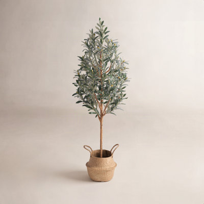 Adcock Olive Tree in Pot
