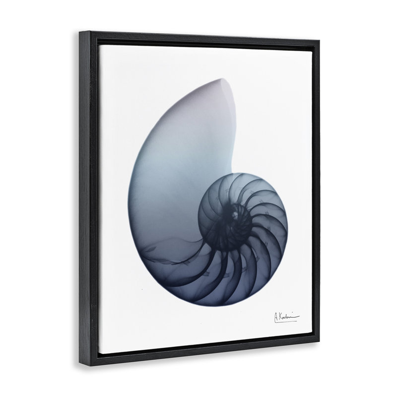 «Dovecove Contemporary Nautilus Shell», art mural encadré par Albert Koetsier, Cadre flottant noir de jais, H 31 po x l 25 po
