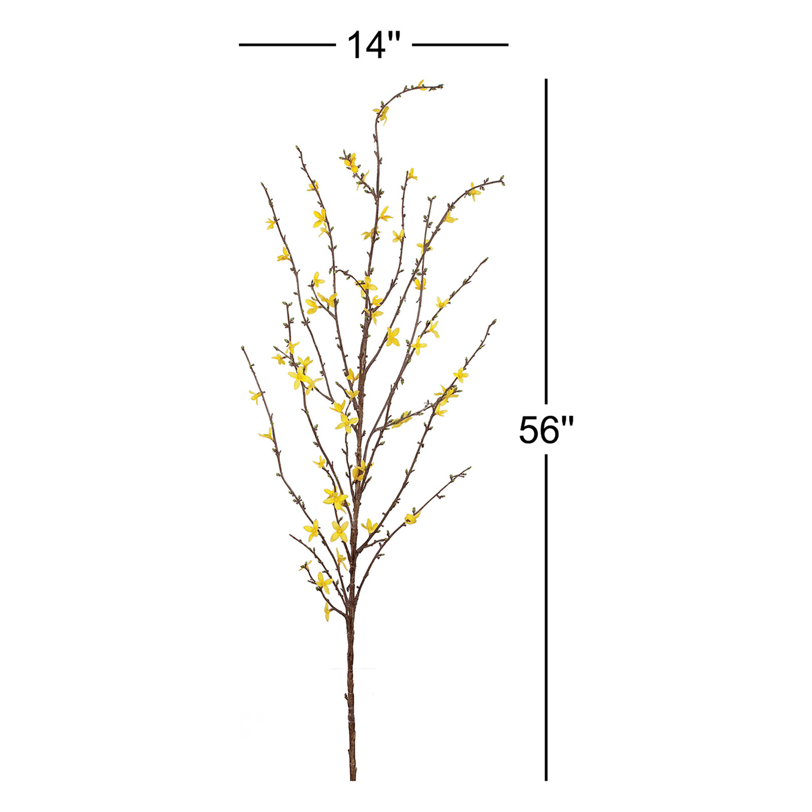 Dorrian Forsythia Stem