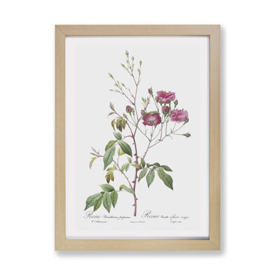 Noisett Rose in Pink by Pierre-Joseph Redoute - Framed Print