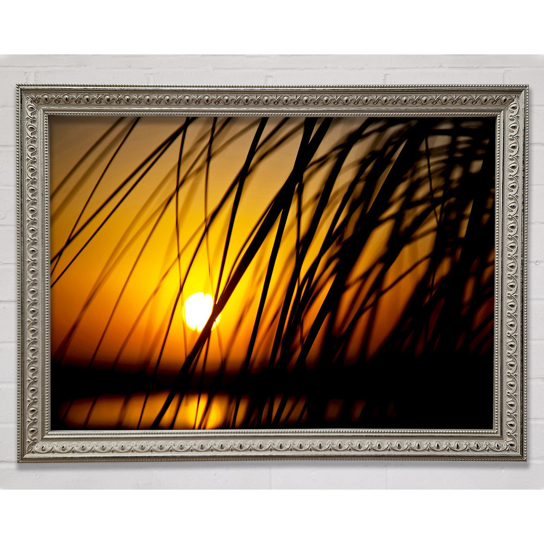 Silveren Sun Through The Reeds - Einzelner Bilderrahmen Kunstdrucke