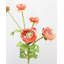 Real Touch Coral Ranunculus 22”-1238556655