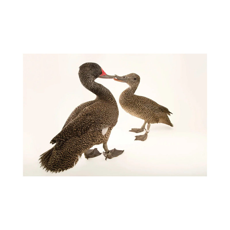 Two Freckled Ducks At Sylvan Heights Bird Park by Joel Sartore - Gallery-Wrapped Canvas Giclée on Canvas, Canvas