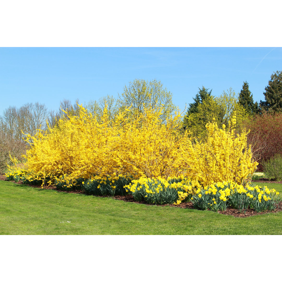 Gelbe Forsythien und Narzissen von BasieB - Druck auf Leinwand ohne Rahmen