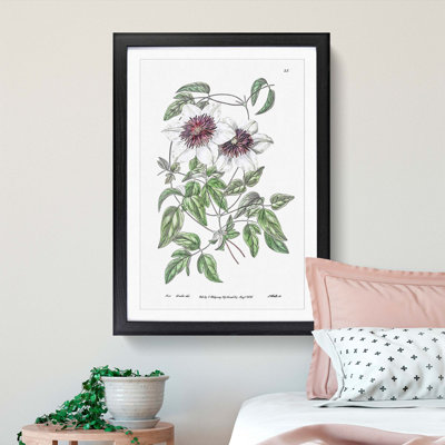 White Leather Clematis Flower - Framed Print