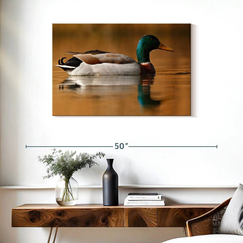 Canard colvert Brampt, H 24 po x l 36 po
