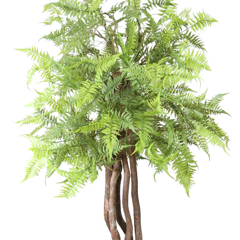 Mountain Fern Tree in Fiberstone Pot