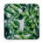 Tropical Plants