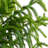 Artificial Norfolk Pine Tree-1606007049
